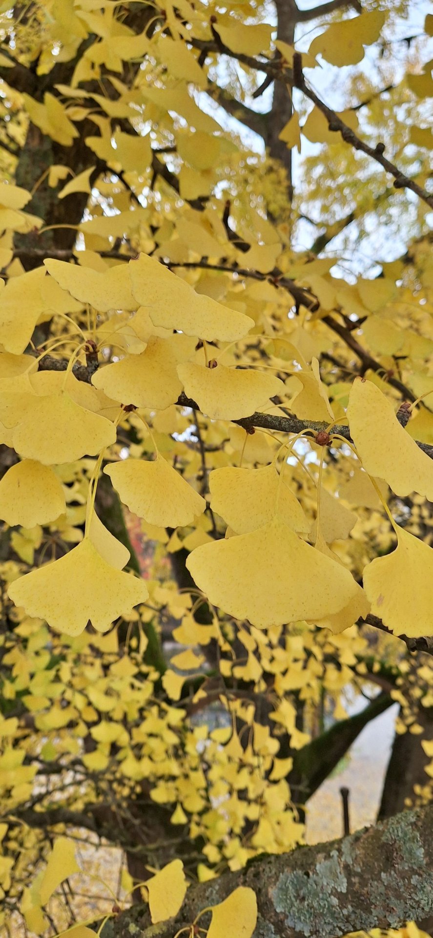 21 novembre GIORNATA NAZIONALE degli ALBERI con A.Di.P.A. Sede Centrale e Orto botanico di Lucca