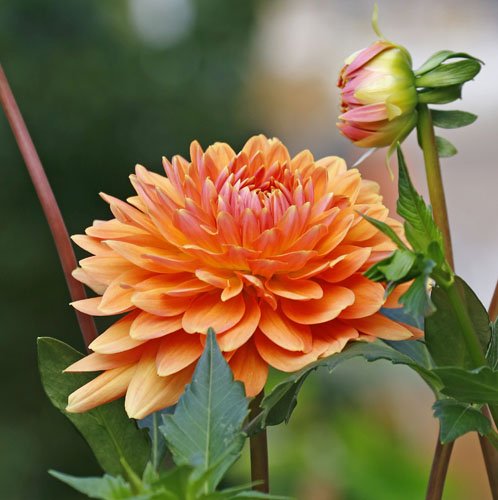 MURABILIA 2024: “UP – Uno sguardo verso il cielo”