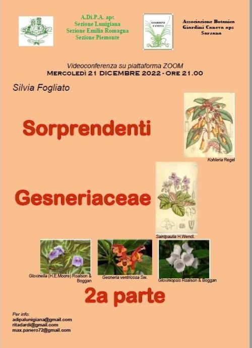 Sorprendenti Gesneriaceae – II° parte a cura di Silvia Fogliato