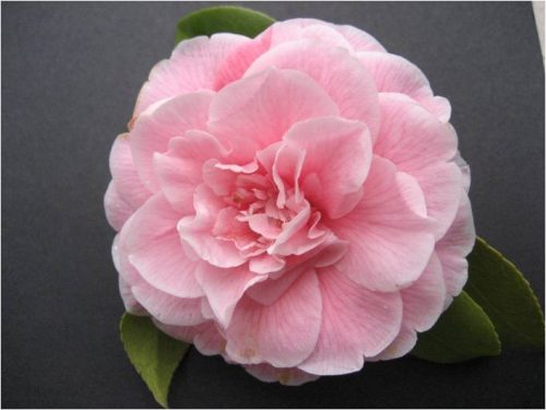 Camelie che passione!