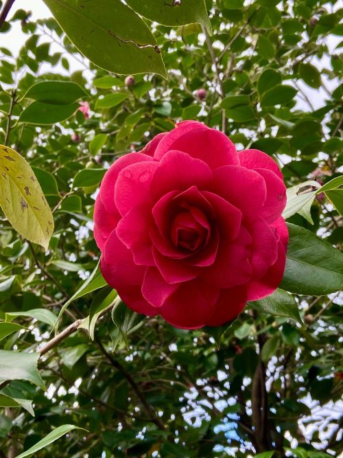 A.Di.P.A. Sede Centrale in visita al “Bosco delle Camelie”