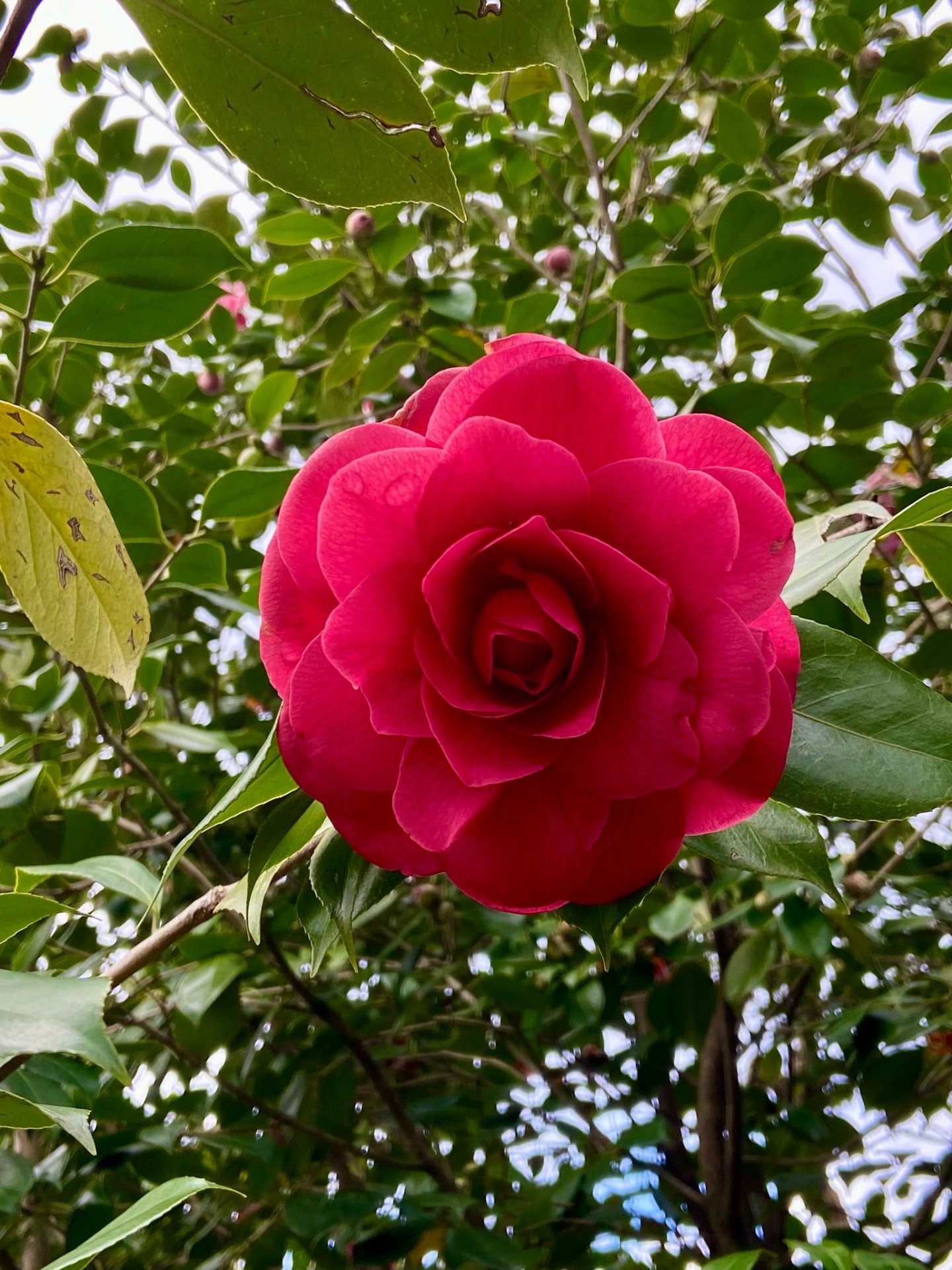 A.Di.P.A. Sede Centrale in visita al “Bosco delle Camelie”
