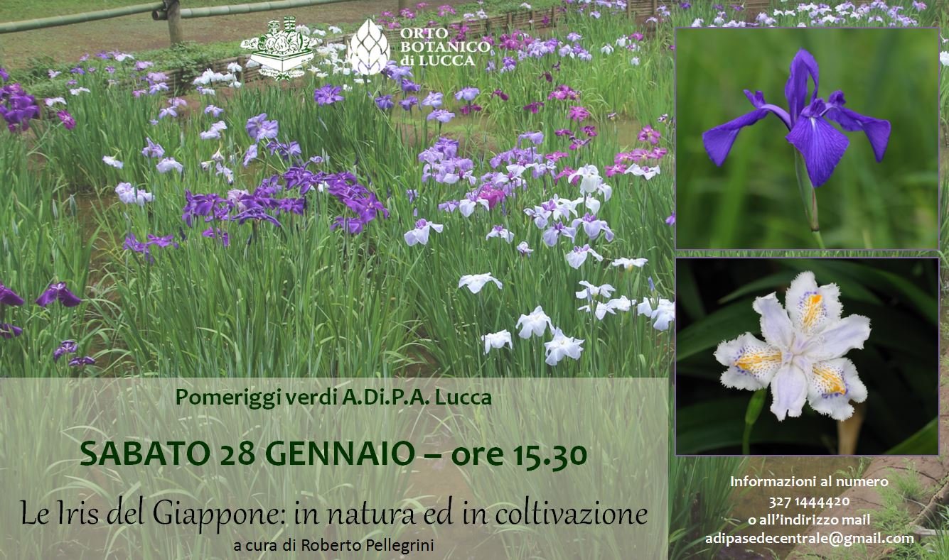 Conferenza: “Le Iris del Giappone: in natura ed in coltivazione” a cura di Roberto Pellegrini