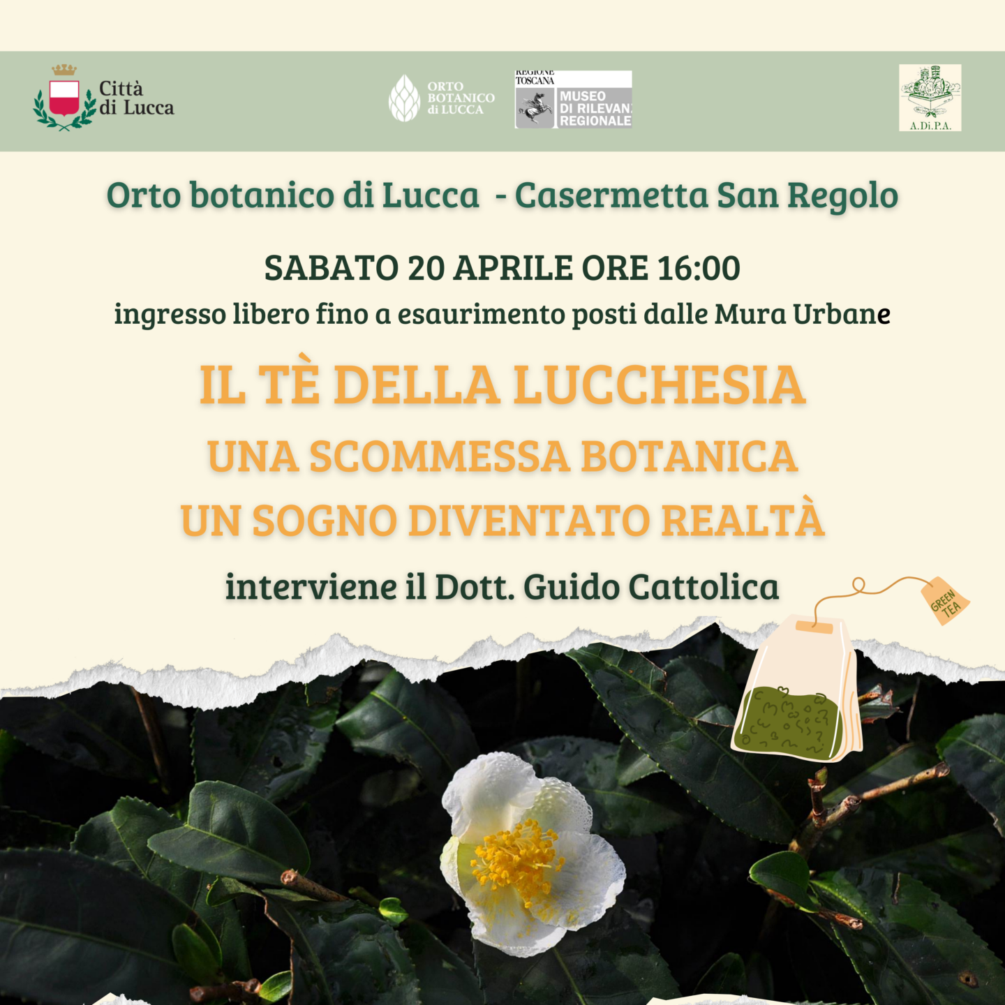Il Tè della Lucchesia: una scommessa botanica, un sogno diventato realtà