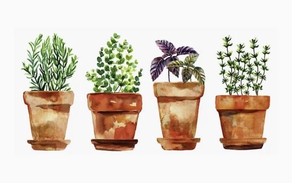 A.Di.P.A. Sede Centrale: MOSTRA – SCAMBIO di PRIMAVERA!!!!!