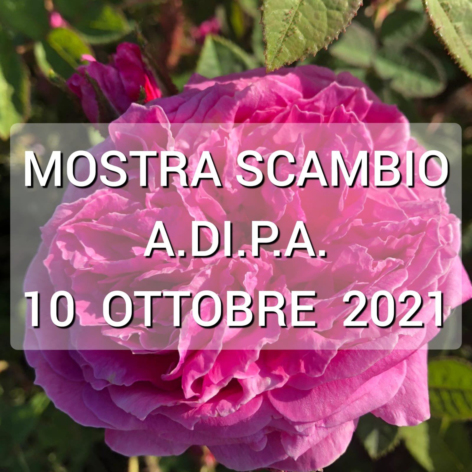 Mostra scambio 10 ottobre 2021 – Orto Botanico di Lucca