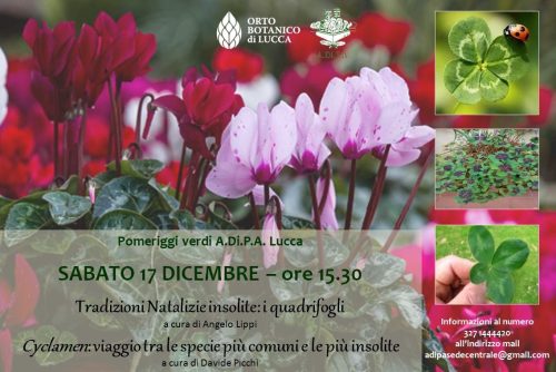 Tradizioni natalizie insolite: i quadrifogli a cura di Angelo Lippi – Cyclamen: viaggio tra le specie più comuni e le più insolite a cura di Davide Picchi