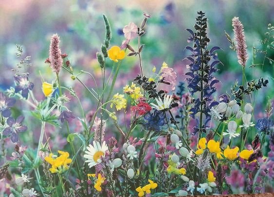 A.Di.P.A. Sede Centrale Lucca: mostra-scambio di autunno!